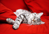 CAT 02 BK0009 01
American Shorthair Silver Tabby Sleeping On Red Couch