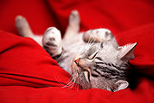 CAT 02 BK0010 01
American Shorthair Silver Tabby Sleeping On Red Couch