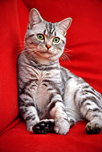CAT 02 BK0011 01
American Shorthair Silver Tabby Sitting On Red Couch