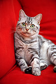 CAT 02 BK0012 01
American Shorthair Silver Tabby Sitting On Red Couch