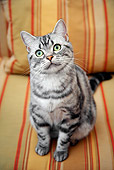 CAT 02 BK0013 01
American Shorthair Silver Tabby Sitting On Striped Yellow Couch