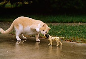 CAT 02 DB0001 01
Red Tabby Playing With English Setter Statue