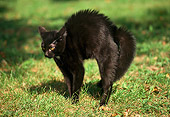 CAT 02 GR0030 02
Black Cat Arching Back On Grass