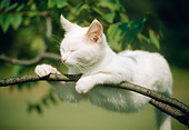 CAT 02 GR0032 02
White Cat Laying On Tree Limb