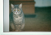 CAT 02 GR0035 01
Gray And White Cat Looking Out Screen Door