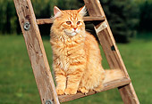 CAT 02 GR0047 01
Portrait Of Red Tabby Cat Sitting On Ladder