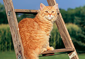 CAT 02 GR0048 01
Portrait Of Red Tabby Cat Sitting On Ladder Farm Background