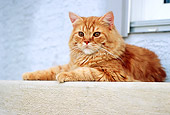 CAT 02 GR0049 01
Portrait Of Red Tabby Cat Laying On Concrete Porch Step