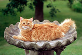 CAT 02 GR0050 01
Portrait Of Red Tabby Cat Laying In Concrete Bird Bath By Grass Tree