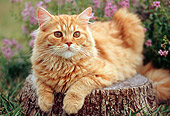 CAT 02 GR0051 01
Portrait Of Red Tabby Cat Laying On Tree Stump By Flowers