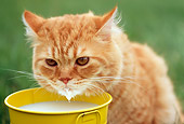 CAT 02 GR0054 01
Portrait Of Red Tabby Cat Drinking Milk From Yellow Pail
