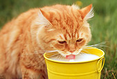 CAT 02 GR0055 01
Portrait Of Red Tabby Cat Drinking Milk From Yellow Pail