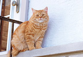 CAT 02 GR0057 01
Red Tabby Sitting On Ledge By Door Low Angle