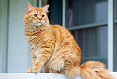 CAT 02 GR0058 01
Red Tabby Sitting On Ledge By Window Low Angle