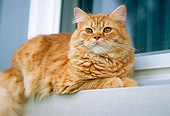 CAT 02 GR0059 01
Red Tabby Laying On Ledge By Window Low Angle