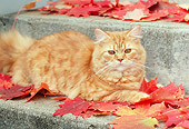 CAT 02 GR0060 01
Red Tabby Laying On Concrete Step With Autumn Leaves