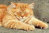 CAT 02 GR0061 01
Close Up Of Red Tabby Sleeping On Concrete Step