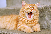 CAT 02 GR0062 01
Close Up Of Red Tabby Yawning On Concrete Step