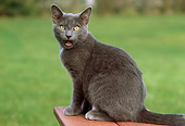 CAT 02 GR0065 01
Gray Cat Meowing Sitting On Bench In Yard