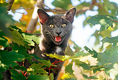 CAT 02 GR0066 01
Head Shot Of Gray Cat Meowing In Tree