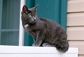 CAT 02 GR0067 01
Gray Cat Sitting On Ledge By Window