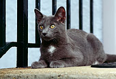 CAT 02 GR0069 01
Gray Cat Laying On Concrete Porch By Black Railing