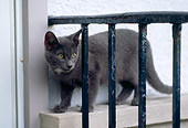 CAT 02 GR0070 01
Gray Cat Standing On Ledge By Black Railing