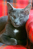 CAT 02 GR0074 01
Close-Up Of Gray Cat Sleeping On Red Chair