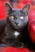 CAT 02 GR0075 01
Close-Up Of Gray Cat Laying On Red Chair