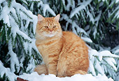 CAT 02 GR0076 01
Red Tabby Cat Sitting On Table By Evergreen Tree In Snow