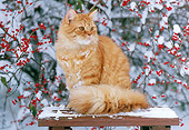 CAT 02 GR0077 01
Red Tabby Cat Sitting On Table By Shrub With Red Berries In Snow