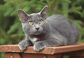 CAT 02 GR0080 01
Gray Cat Laying On Bench By Evergreen Tree