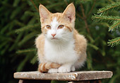 CAT 02 GR0085 01
Head On View Of Orange And White Tabby Kitten Crouching On Wooden Bench By Evergreen Trees