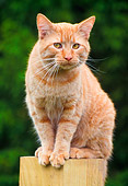 CAT 02 GR0093 01
Orange Tabby Cat Sitting On Fence Post