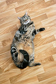 CAT 02 JD0002 01
Tabby Cat Laying On Back On Hardwood Floor