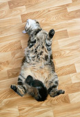 CAT 02 JD0003 01
Tabby Cat Laying On Back On Hardwood Floor