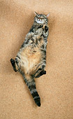 CAT 02 JD0004 01
Tabby Cat Sleeping On Back On Brown Carpet
