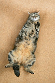 CAT 02 JD0005 01
Tabby Cat Sleeping On Back On Brown Carpet