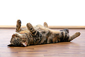 CAT 02 JD0008 01
Tabby Cat Sleeping On Back On Hardwood Floor