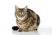 CAT 02 JD0010 01
Torbie Cat Crouching On White Seamless
