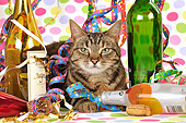 CAT 02 JD0011 01
Tabby Cat Laying By Streamers And Wine Bottles