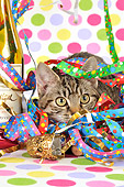 CAT 02 JD0012 01
Tabby Cat Hiding In Streamers By Wine Bottle