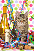 CAT 02 JD0013 01
Tabby Cat Sitting In Streamers By Wine Bottle