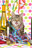CAT 02 JD0014 01
Tabby Cat Sitting In Streamers By Wine Bottle
