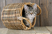 CAT 02 JD0016 01
Tabby Cat Laying Inside Wicker Basket By Wooden Fence