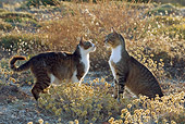 CAT 02 KH0074 01
Two Tabby Cats Facing Each Other In Field Profile