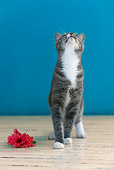 CAT 02 KH0077 01
Gray And White Cat Standing On Hardwood Floor By Pink Flower Looking Up