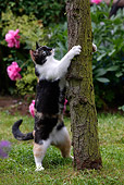 CAT 02 KH0082 01
Calico Cat Climbing Tree By Pink Roses In Garden