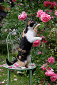 CAT 02 KH0083 01
Calico Cat Standing On Green Chair Reaching For Pink Roses In Garden