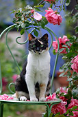 CAT 02 KH0084 01
Calico Cat Sitting On Green Chair By Pink Roses In Garden